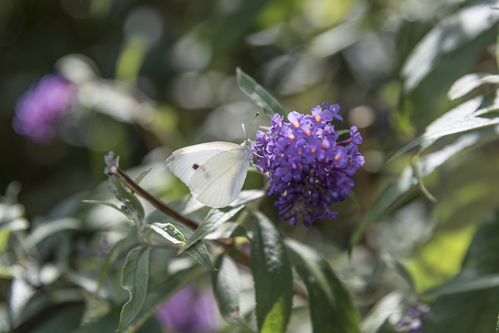 Schmetterling im Garten